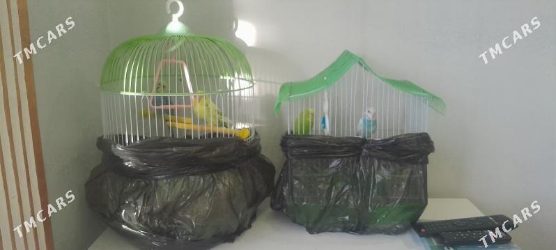 Попугаи - Howdan "W" - img 1