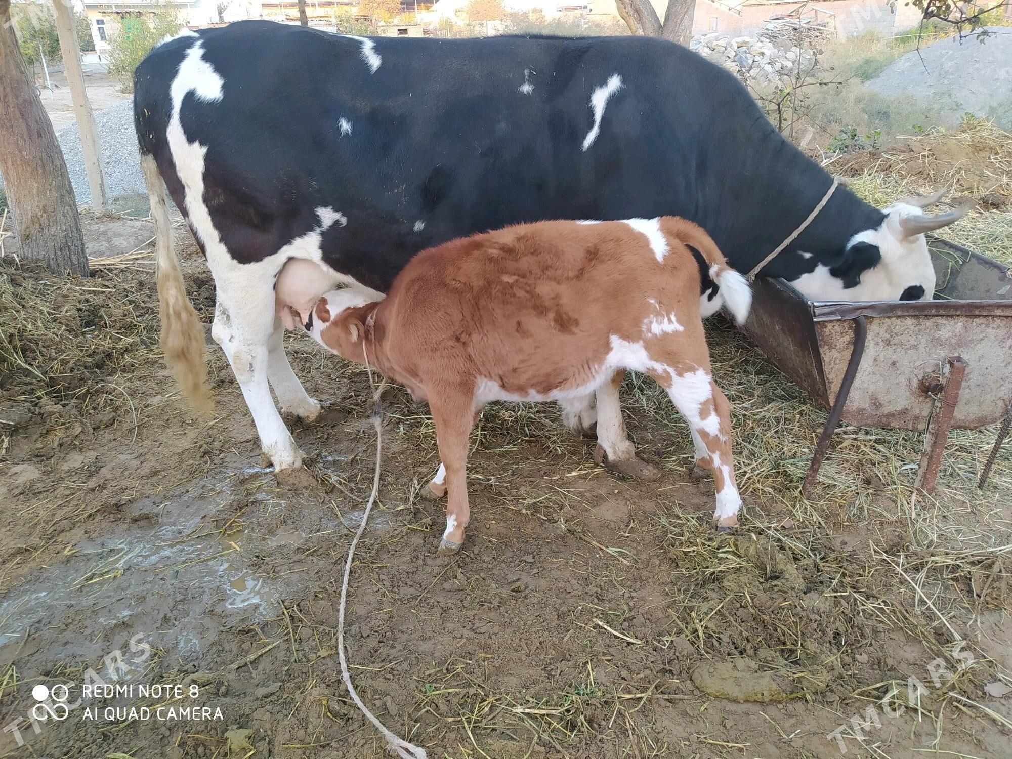 Göleli sygyr - Гёкдепе - img 1