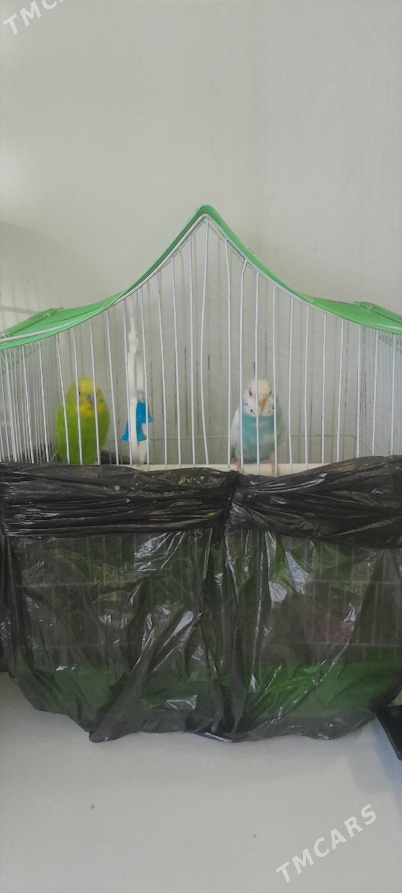 Попугаи - Howdan "W" - img 3