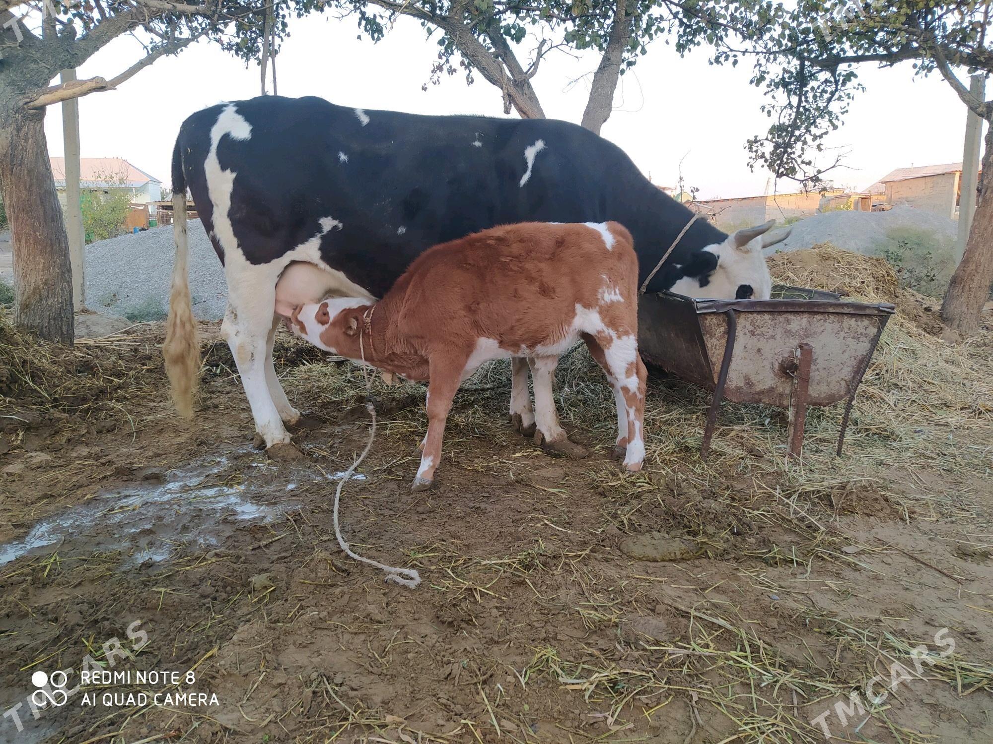 Göleli sygyr - Гёкдепе - img 2