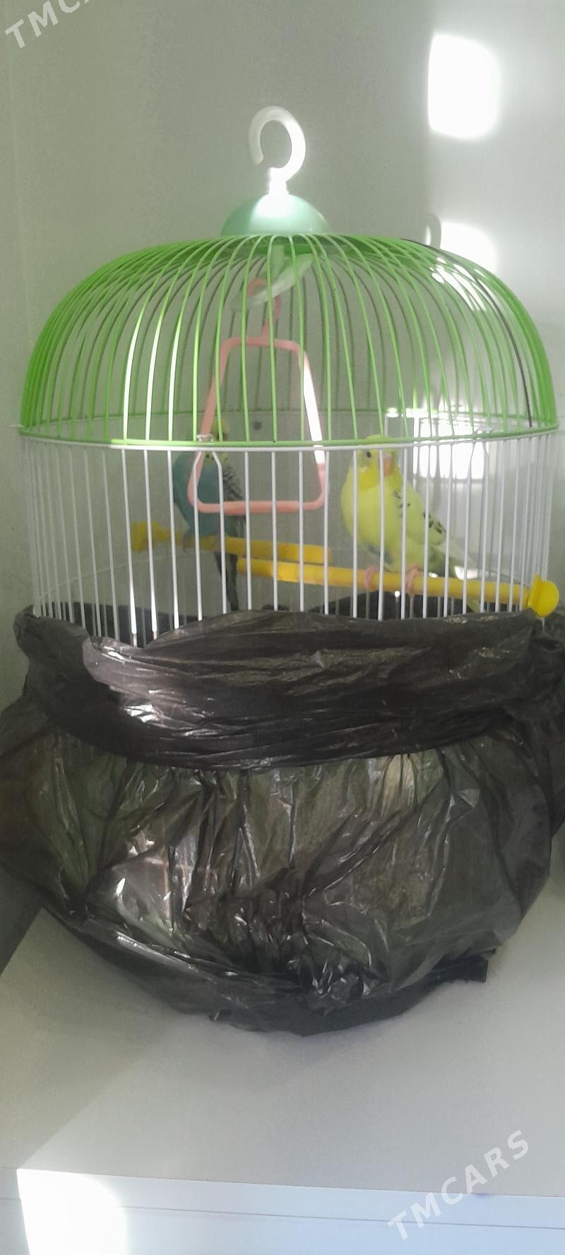 Попугаи - Howdan "W" - img 4