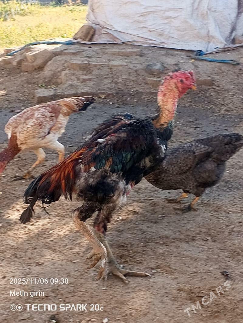 Baysok - Baýramaly - img 2