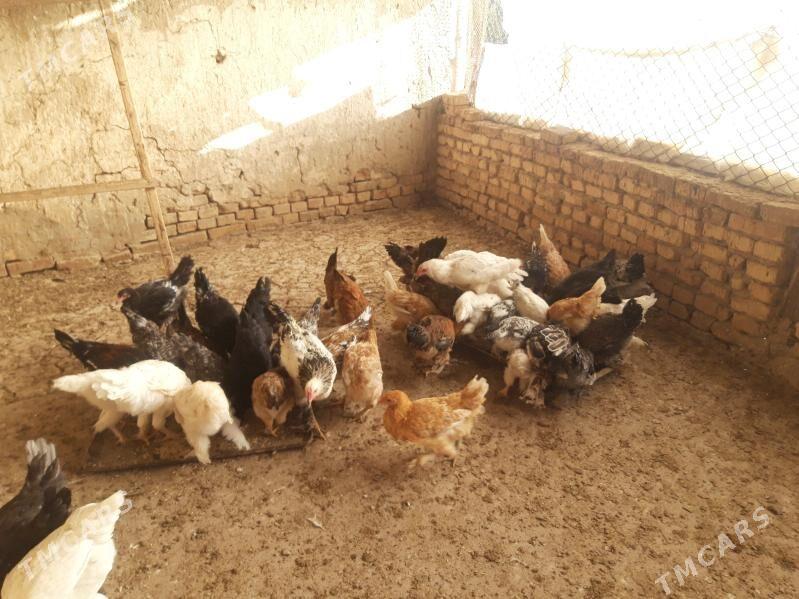 Towuk Jūje - Kaka - img 2