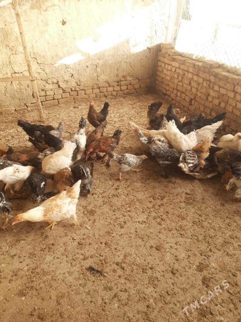 Towuk Jūje - Kaka - img 1