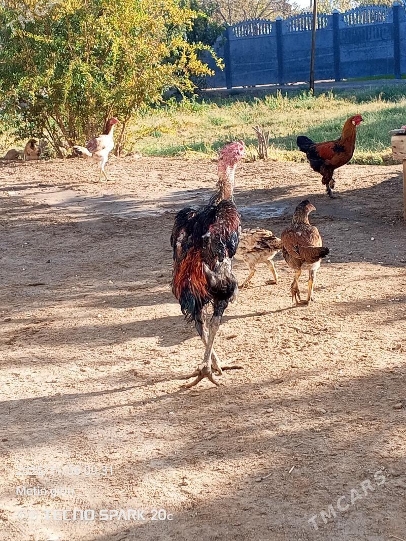 Baysok - Baýramaly - img 3