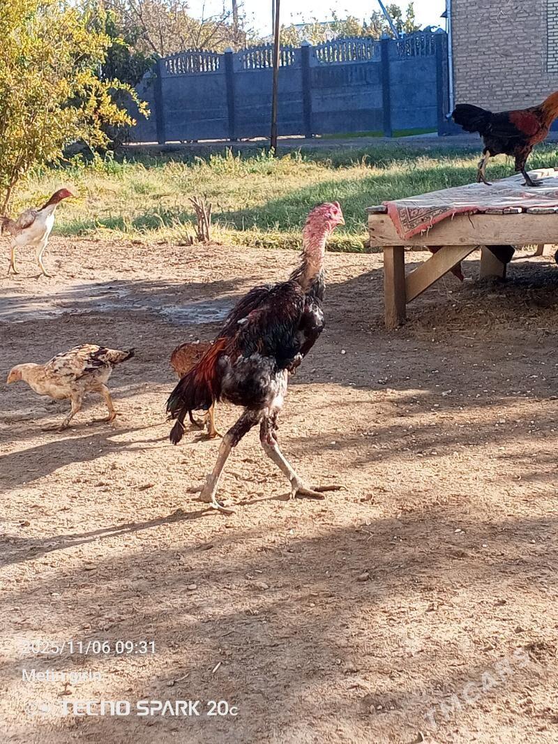 Baysok - Байрамали - img 1