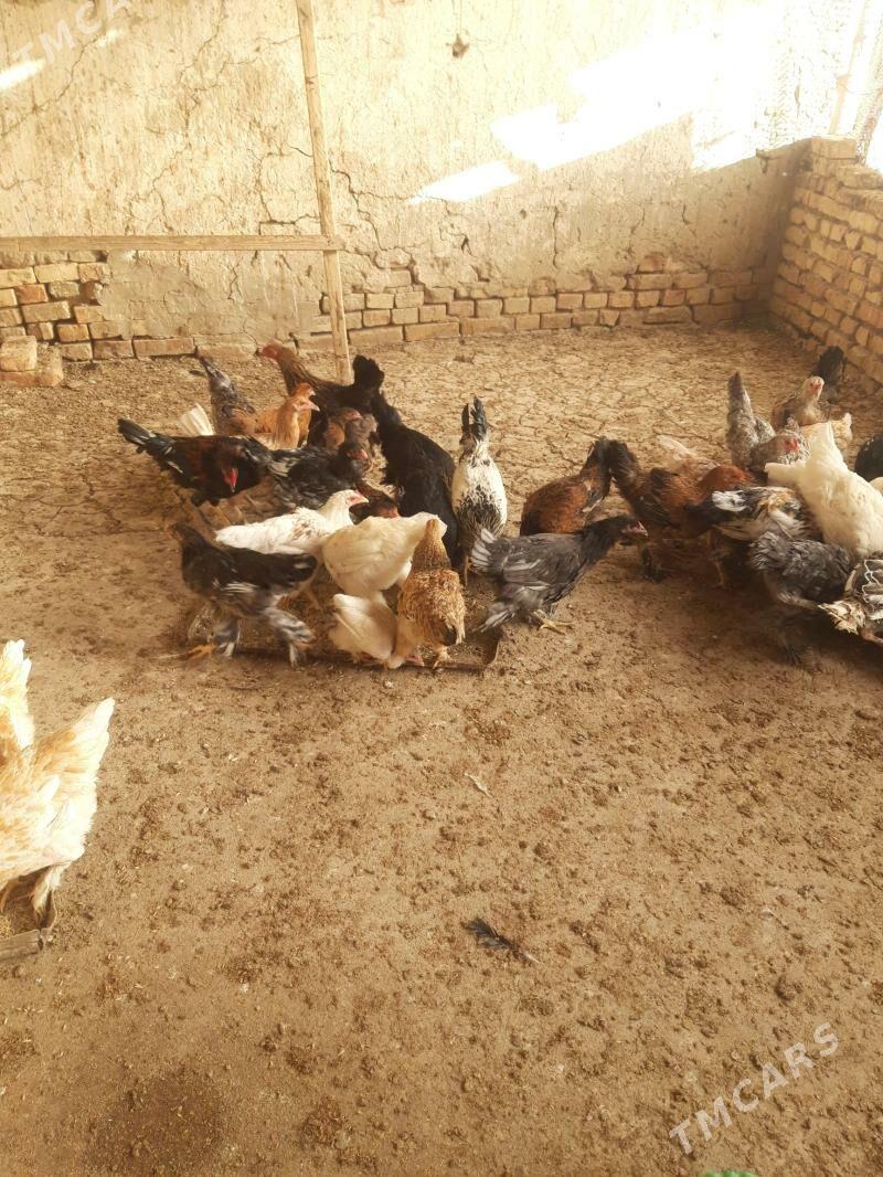 Towuk Jūje - Kaka - img 4