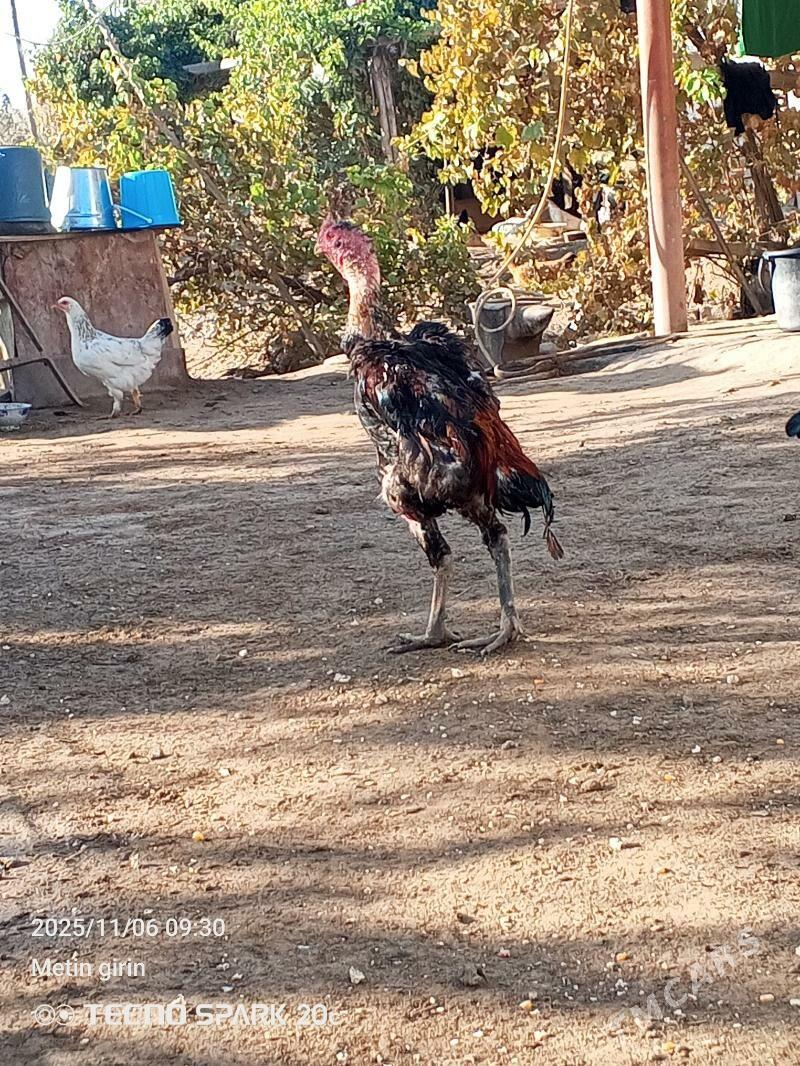 Baysok - Baýramaly - img 4