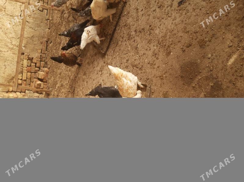 Towuk Jūje - Kaka - img 3