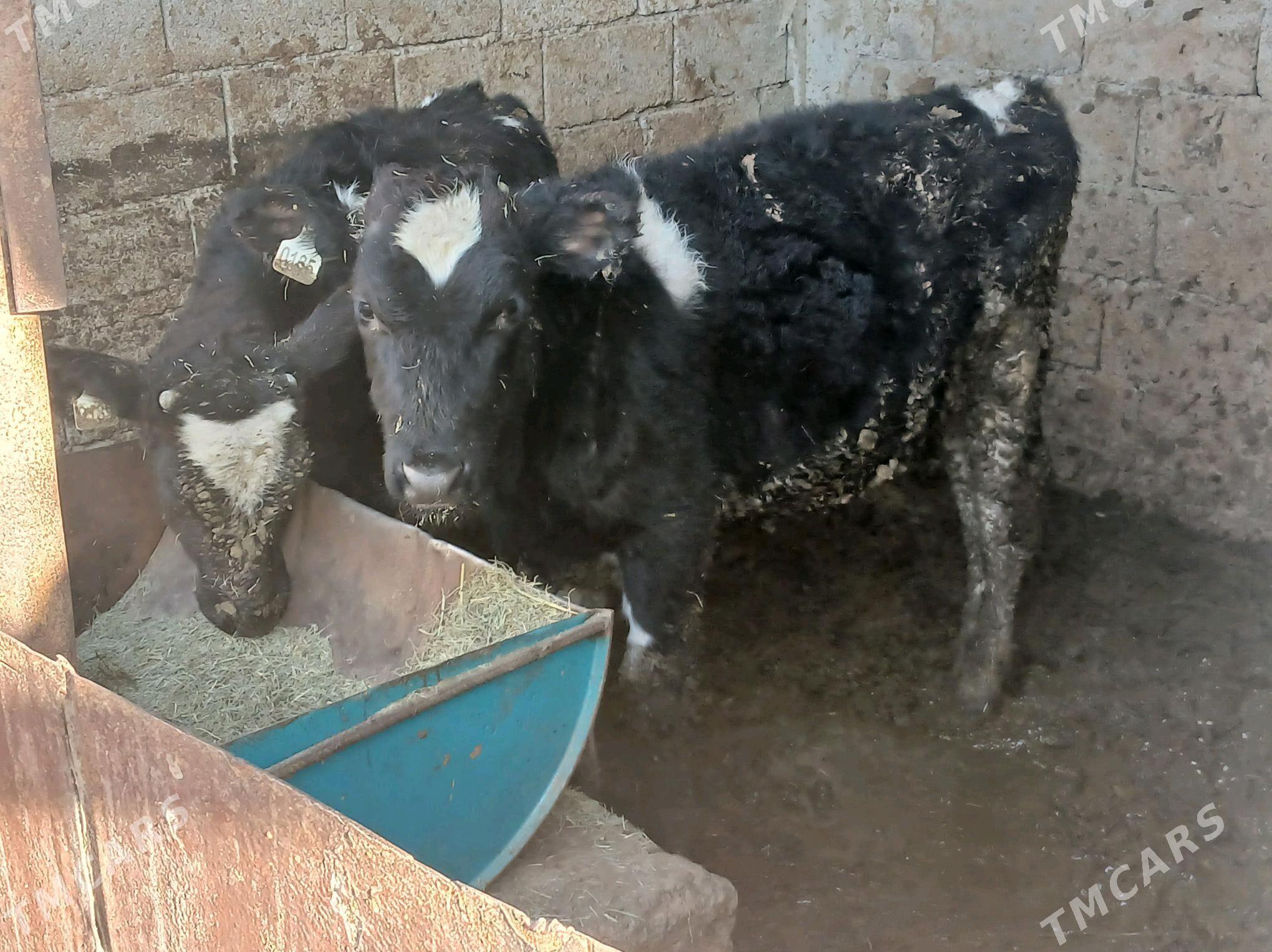 Okuz - Ашхабад - img 4