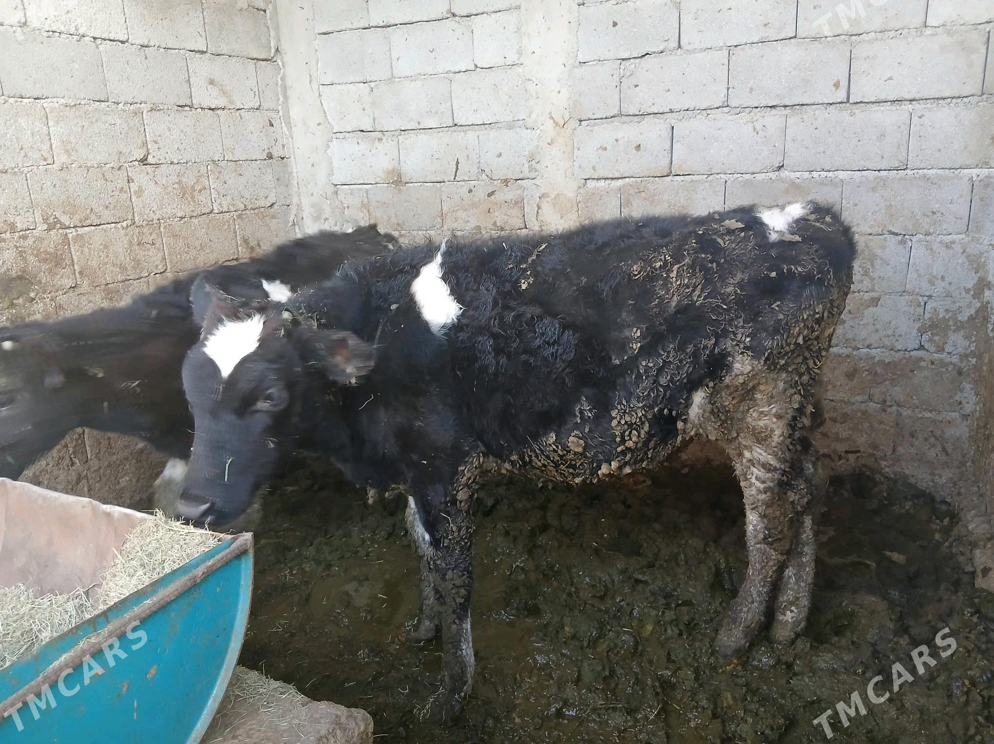 Okuz - Ашхабад - img 1