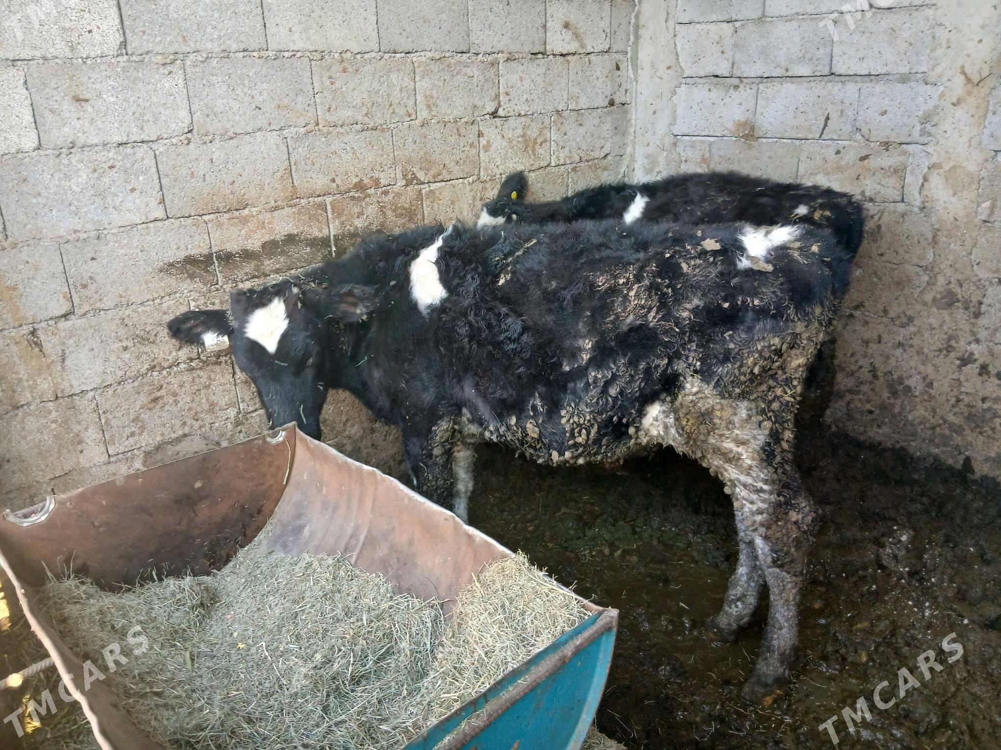 Okuz - Ашхабад - img 2