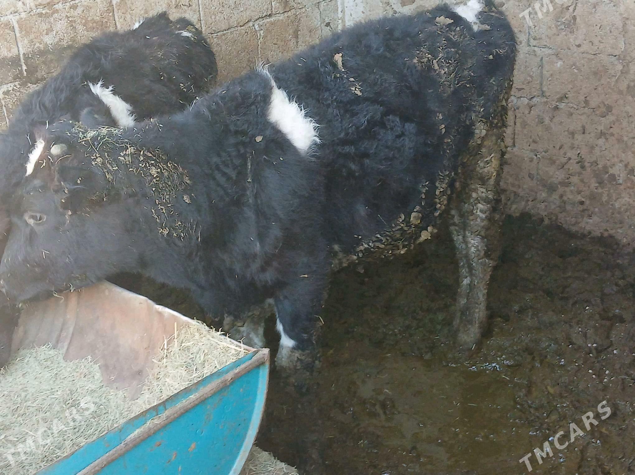 Okuz - Ашхабад - img 3