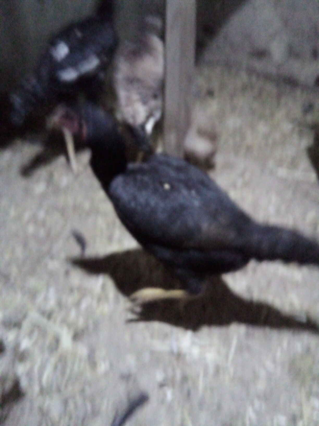 жужа хораз ва макилар - Дашогуз - img 6