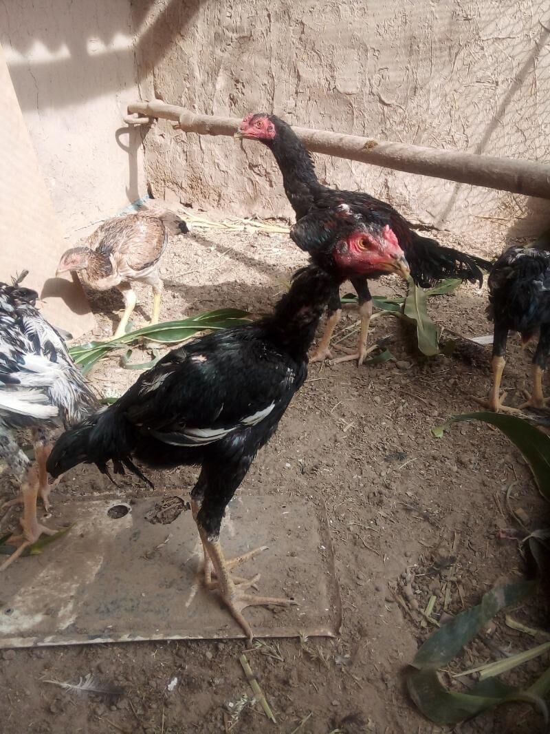 жужа хораз ва макилар - Дашогуз - img 7