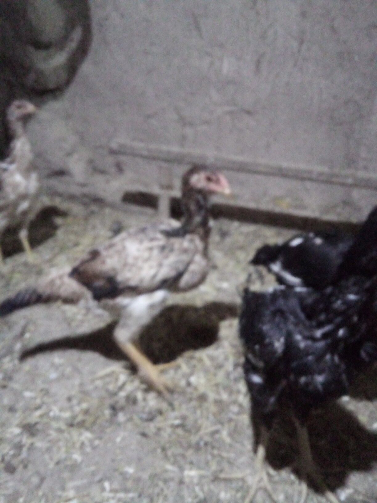 жужа хораз ва макилар - Дашогуз - img 5