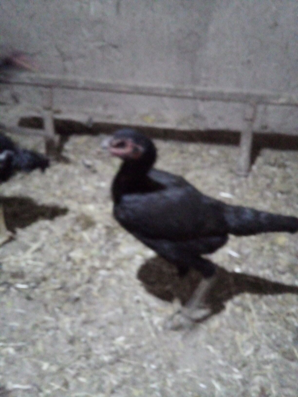 жужа хораз ва макилар - Дашогуз - img 4