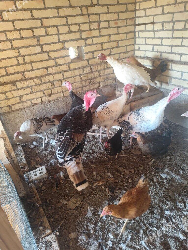 İnduk - Сакарчага - img 1