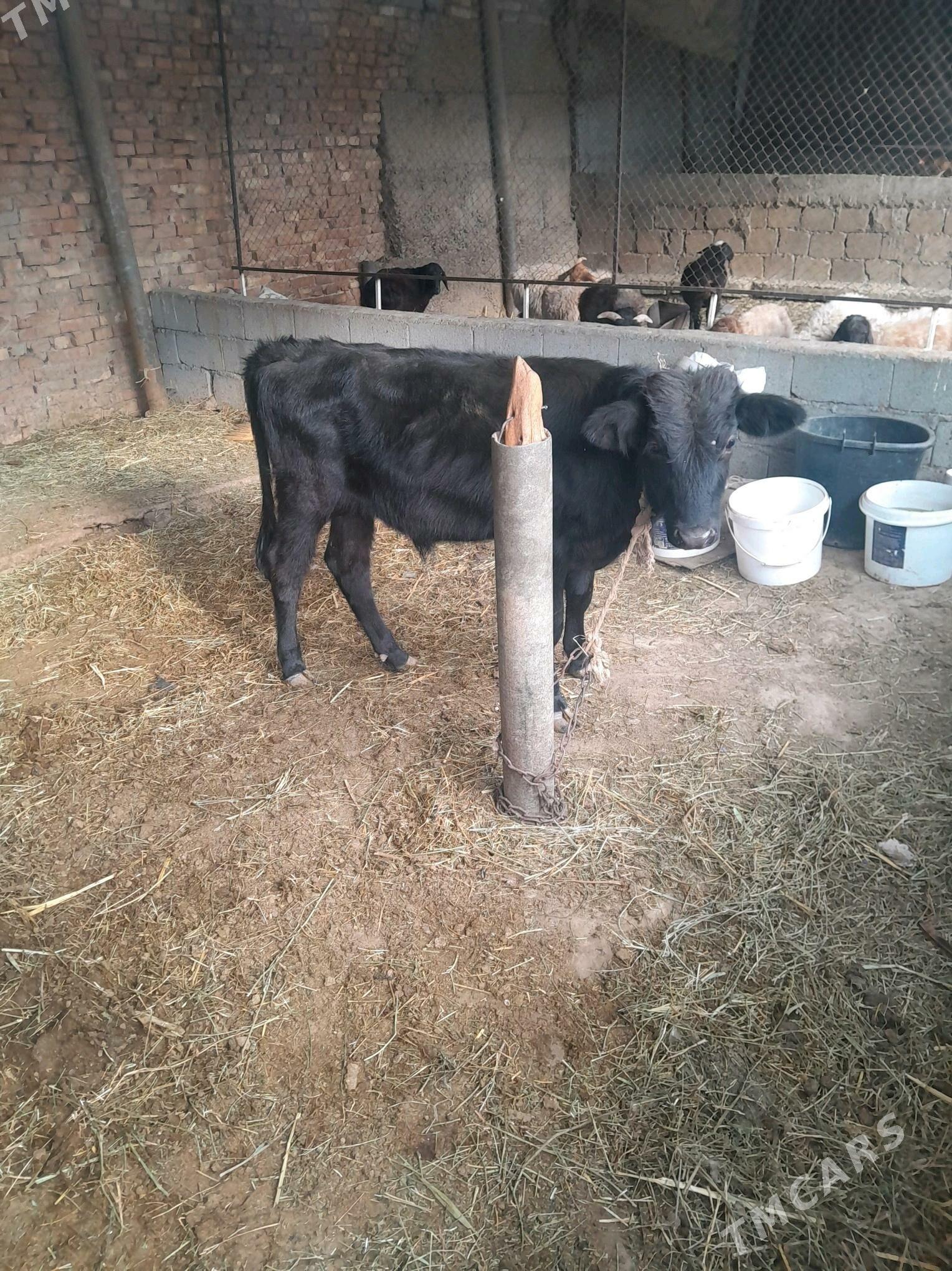 okuz 8 aÿ - Ak bugdaý etraby - img 2