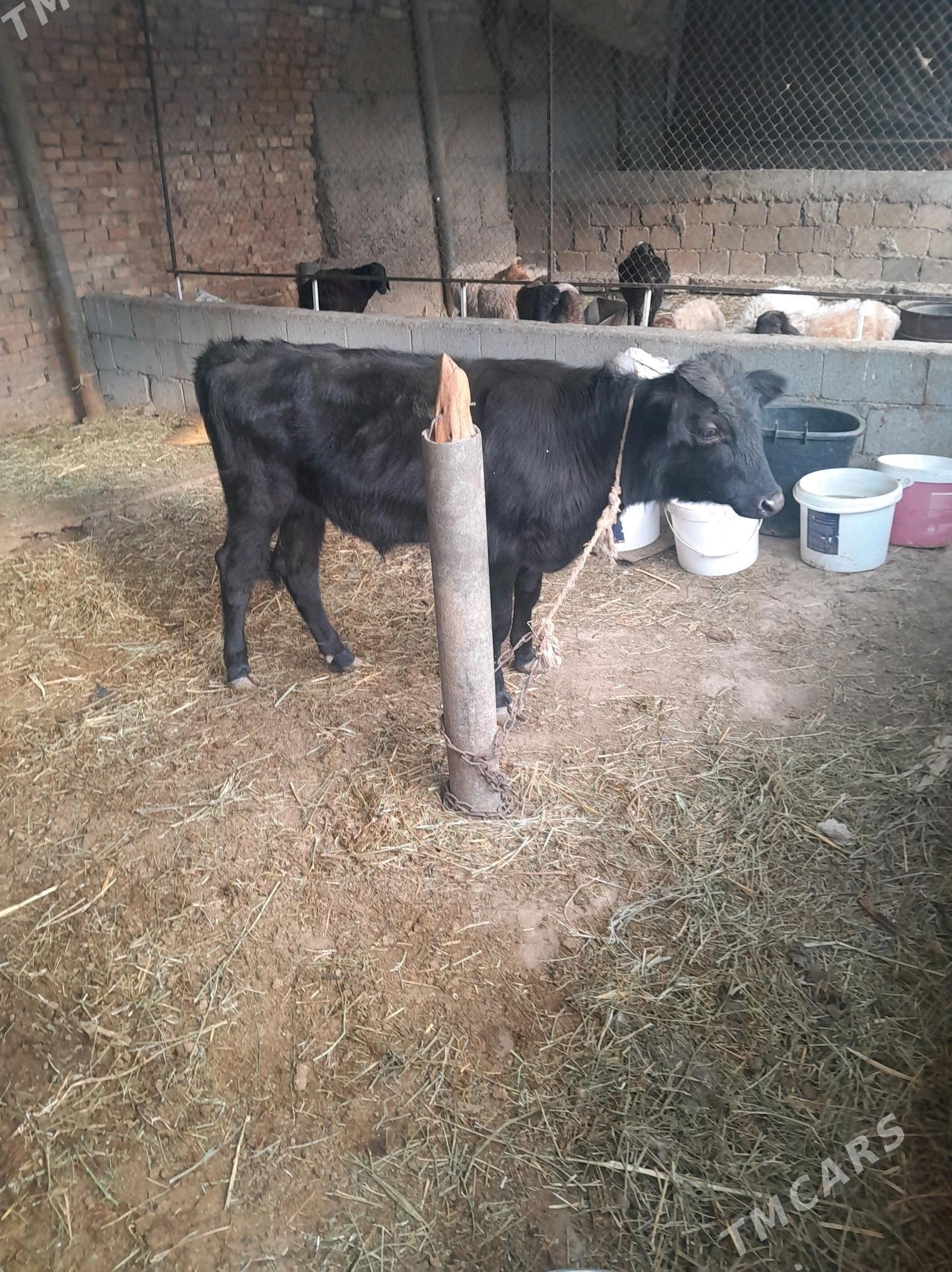 okuz 8 aÿ - Ak bugdaý etraby - img 3