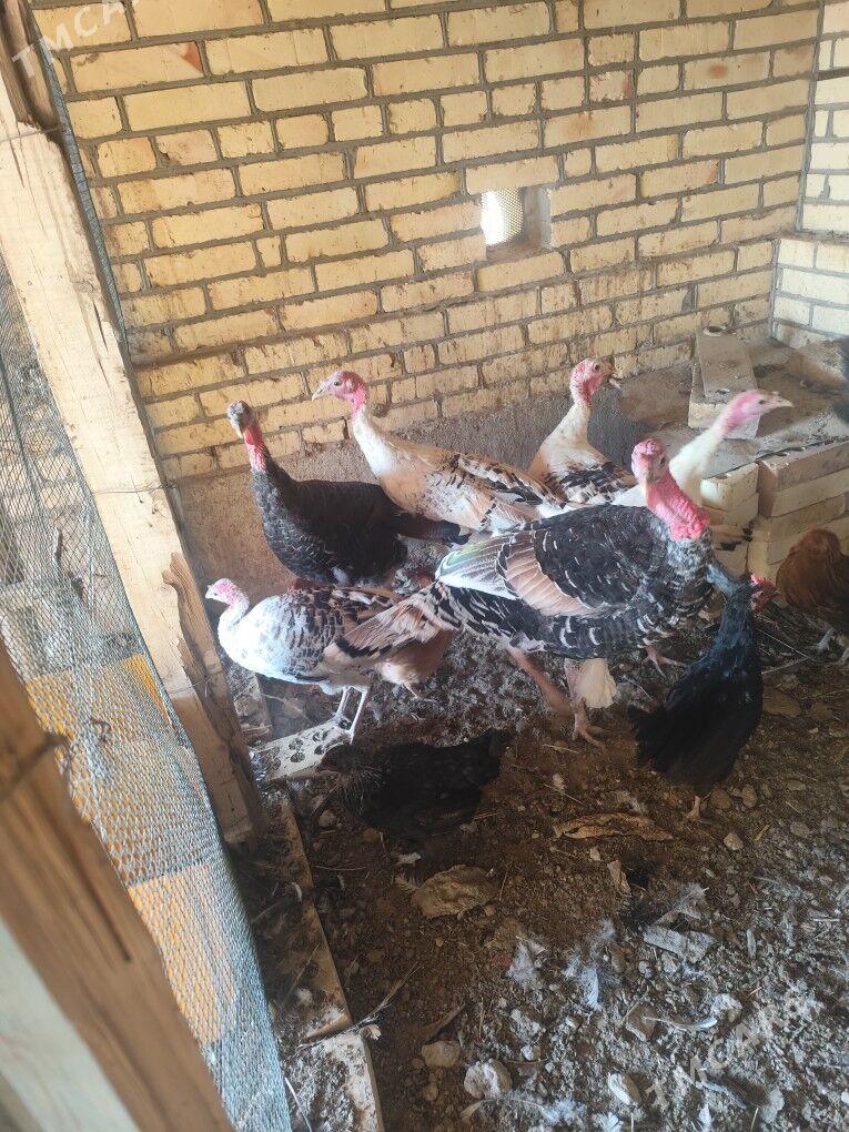 İnduk - Сакарчага - img 2