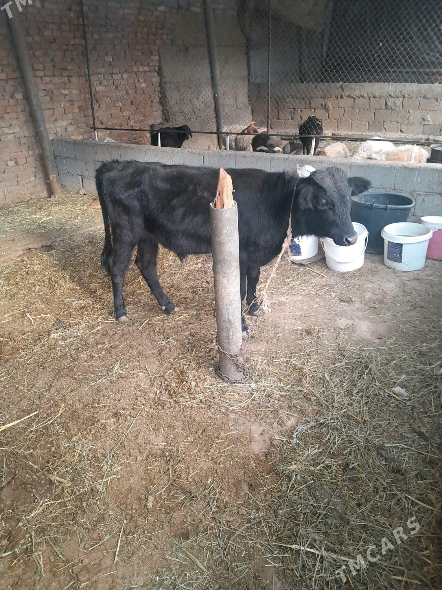 okuz 8 aÿ - Ak bugdaý etraby - img 1