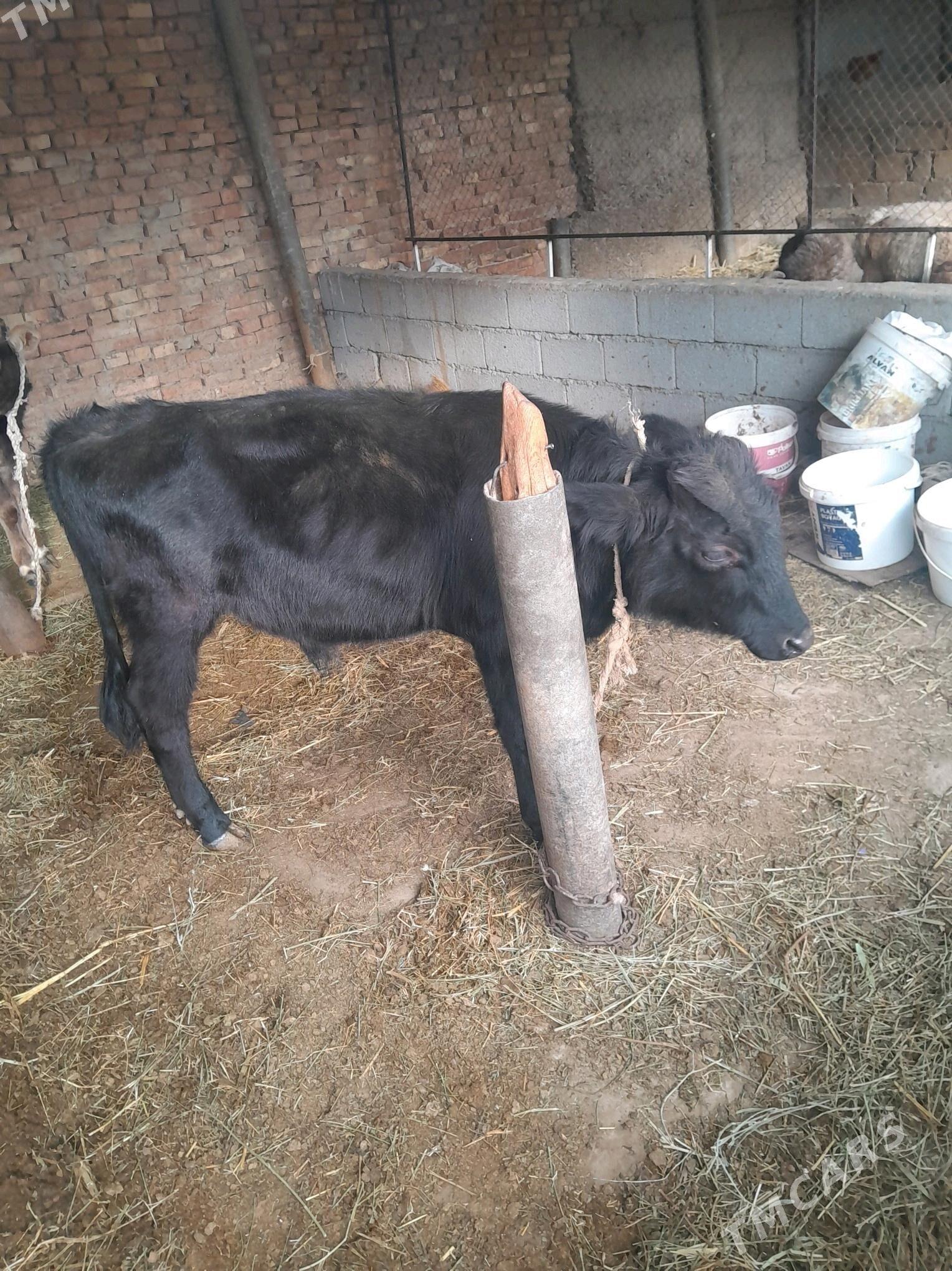 okuz 8 aÿ - Ak bugdaý etraby - img 4