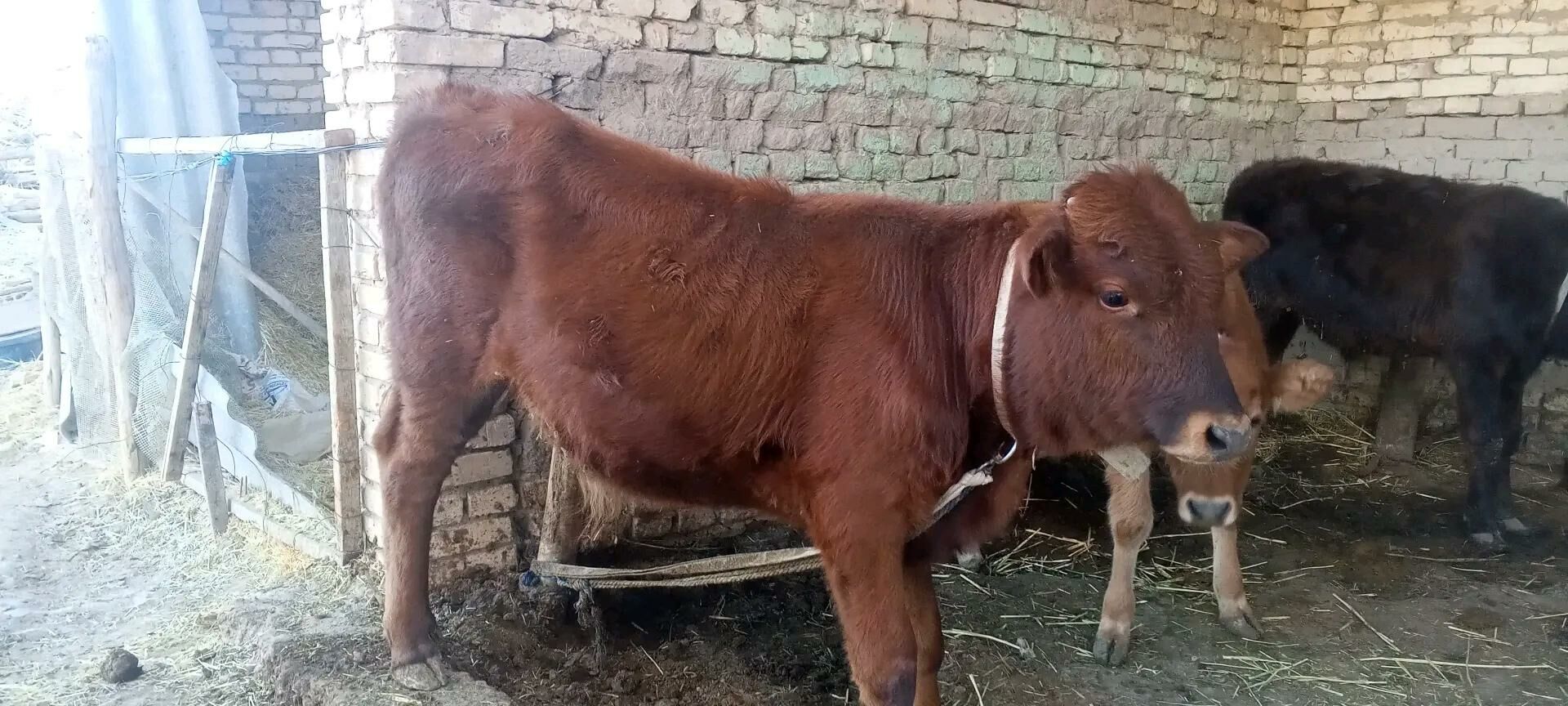 gölgeli sygyr - Мургап - img 7