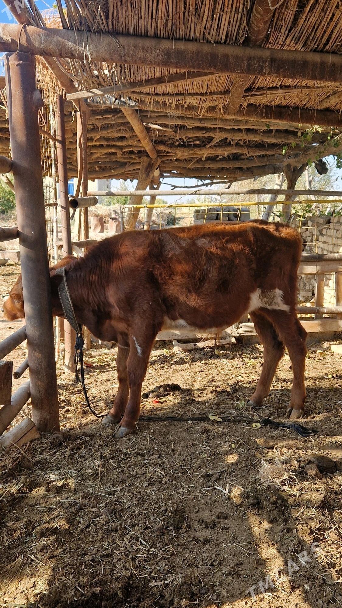 Öküz - Векильбазар - img 4