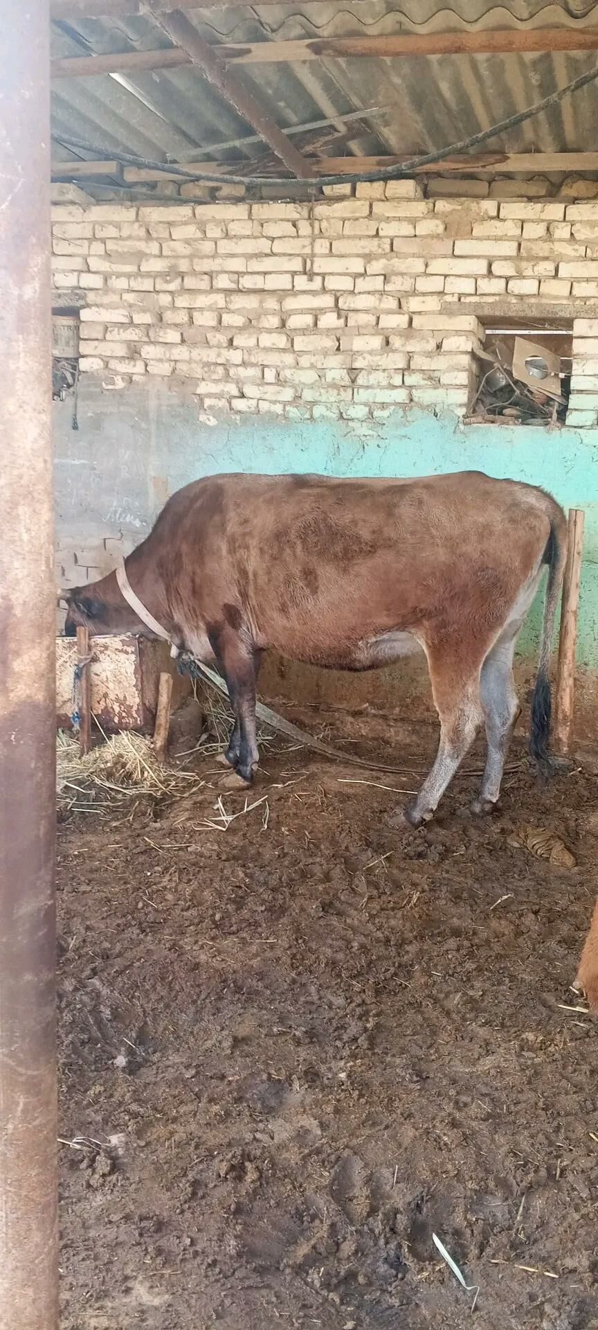 gölgeli sygyr - Мургап - img 5