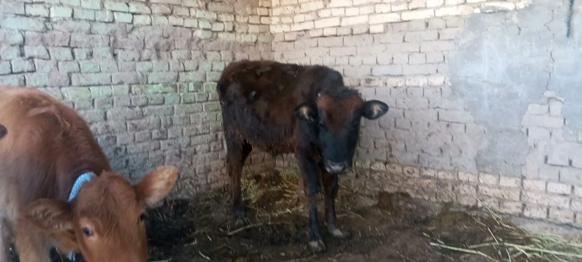 gölgeli sygyr - Мургап - img 6