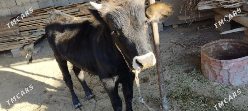 sygyr okuz - Ak bugdaý etraby - img 1