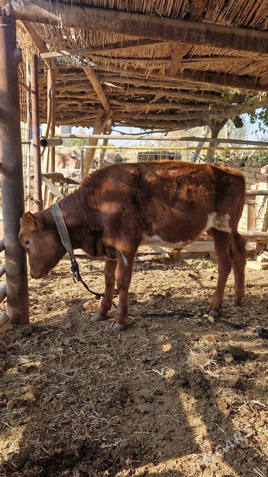 Öküz - Векильбазар - img 5