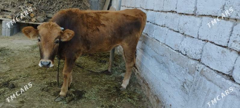 sygyr okuz - Ak bugdaý etraby - img 4