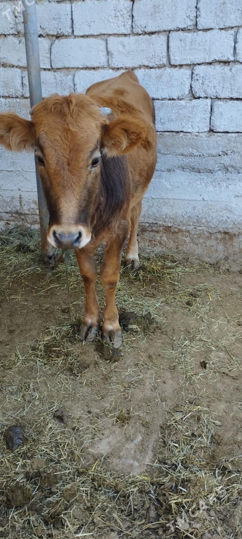 sygyr okuz - Ak bugdaý etraby - img 3