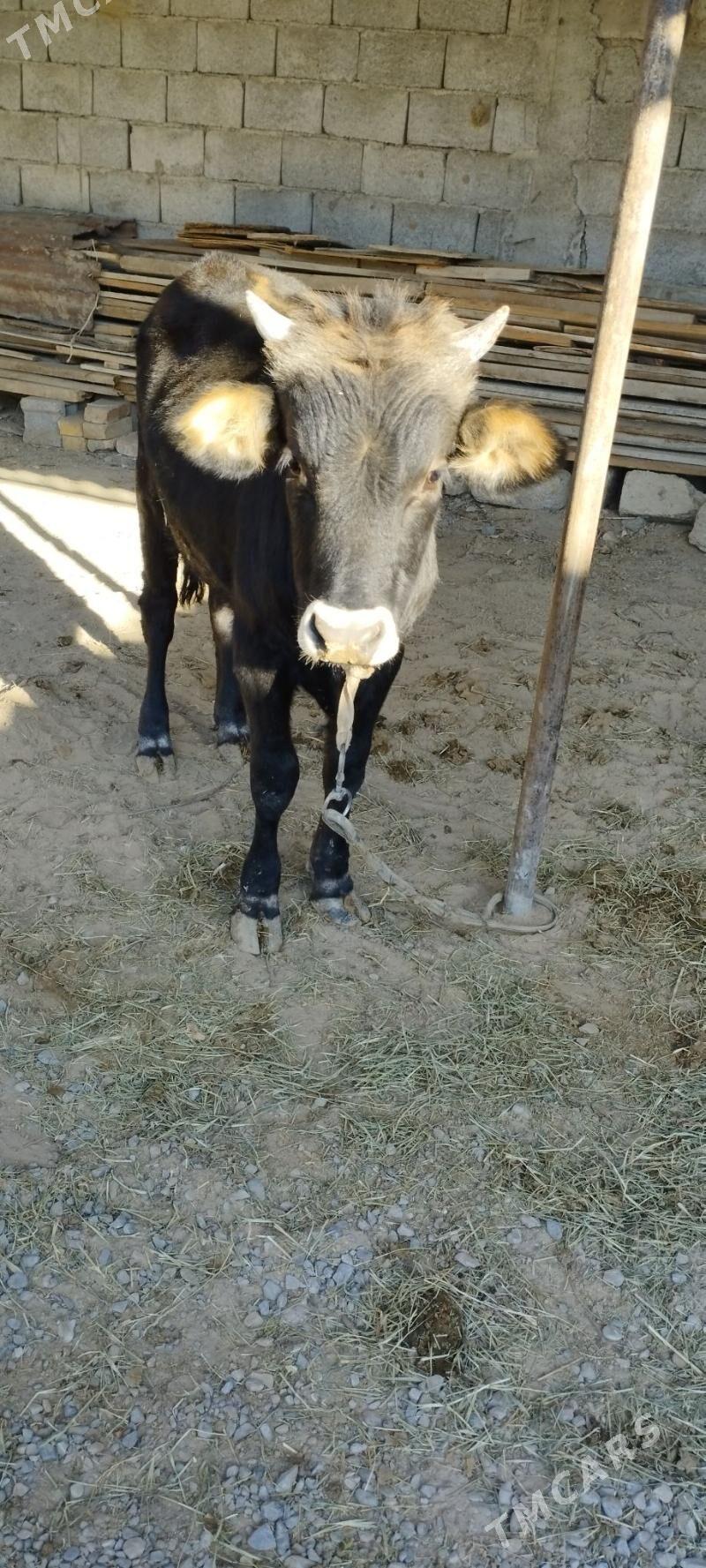 sygyr okuz - Ak bugdaý etraby - img 2