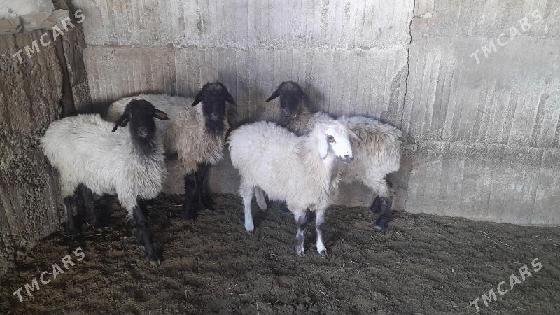 Goÿun - Херрикгала - img 8