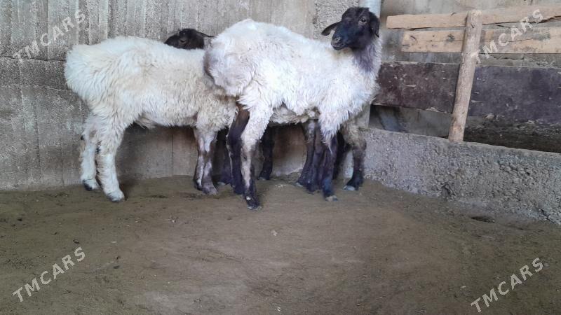 Goÿun - Херрикгала - img 3