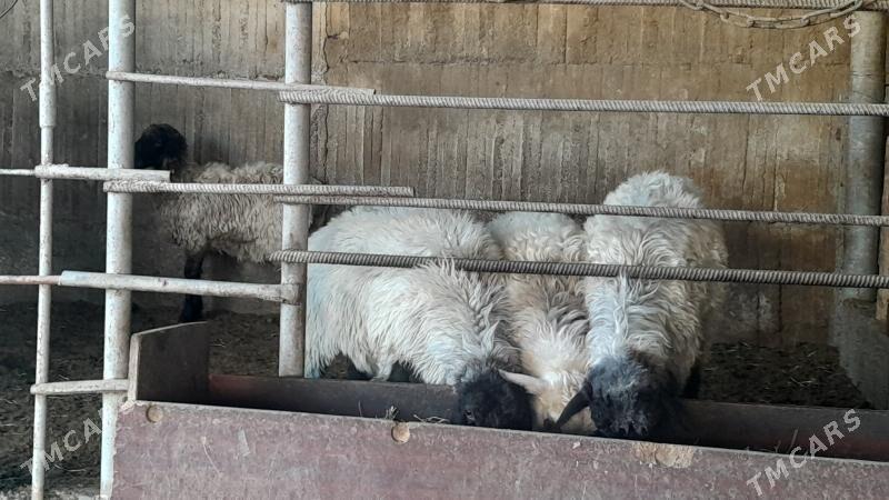 Goÿun - Херрикгала - img 5