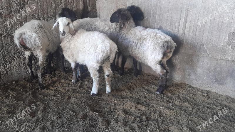 Goÿun - Херрикгала - img 6