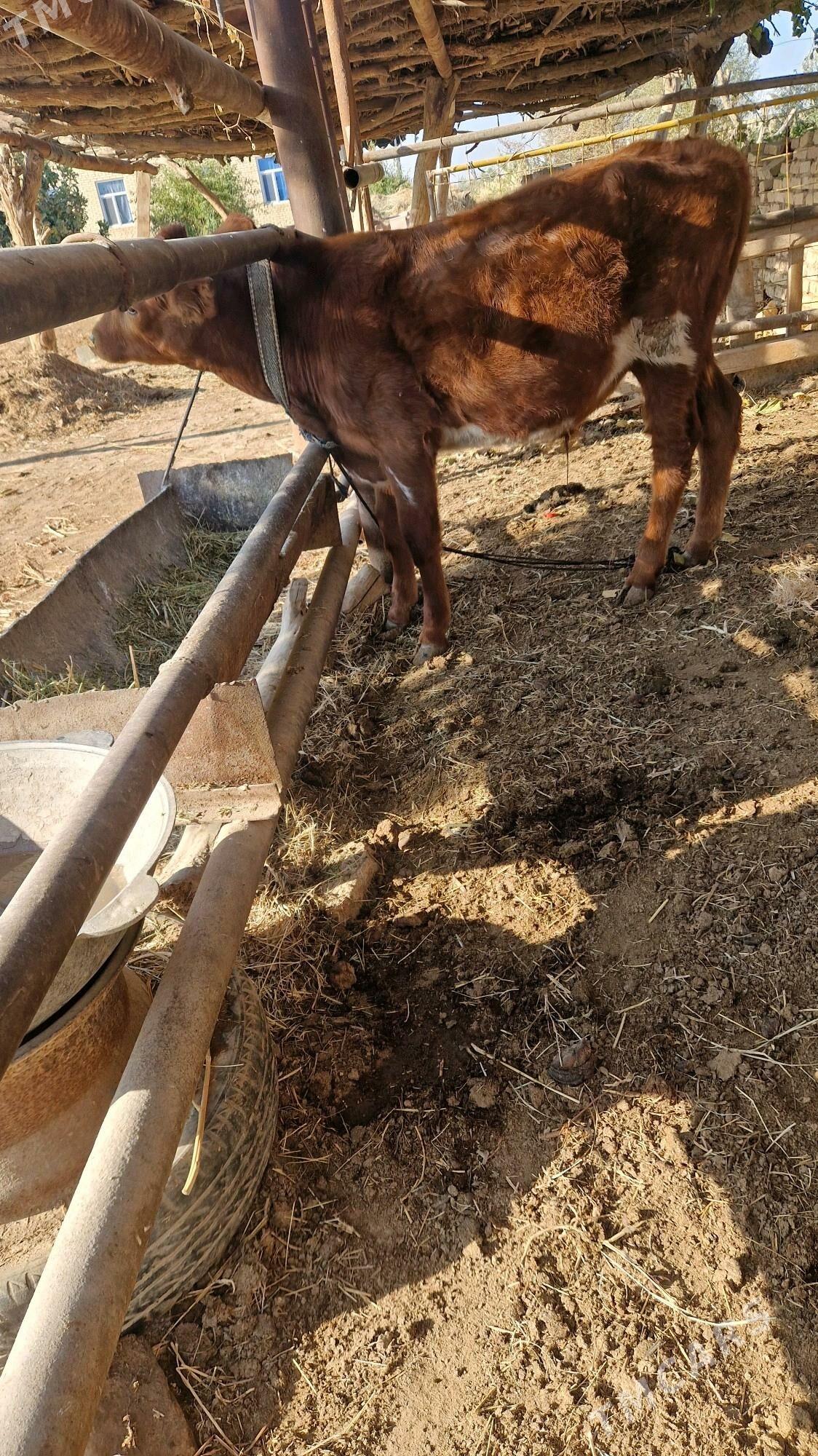 Öküz - Векильбазар - img 7