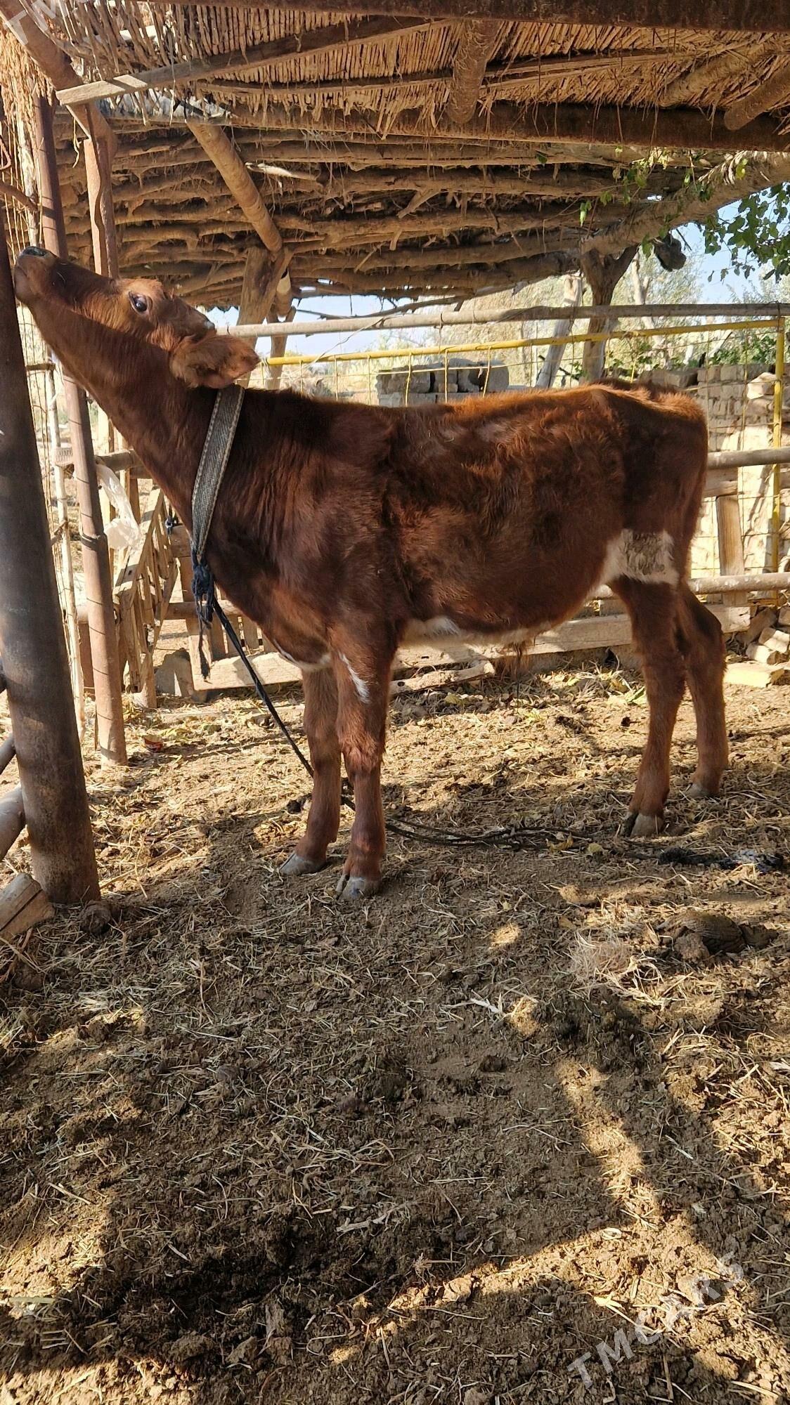 Öküz - Векильбазар - img 2