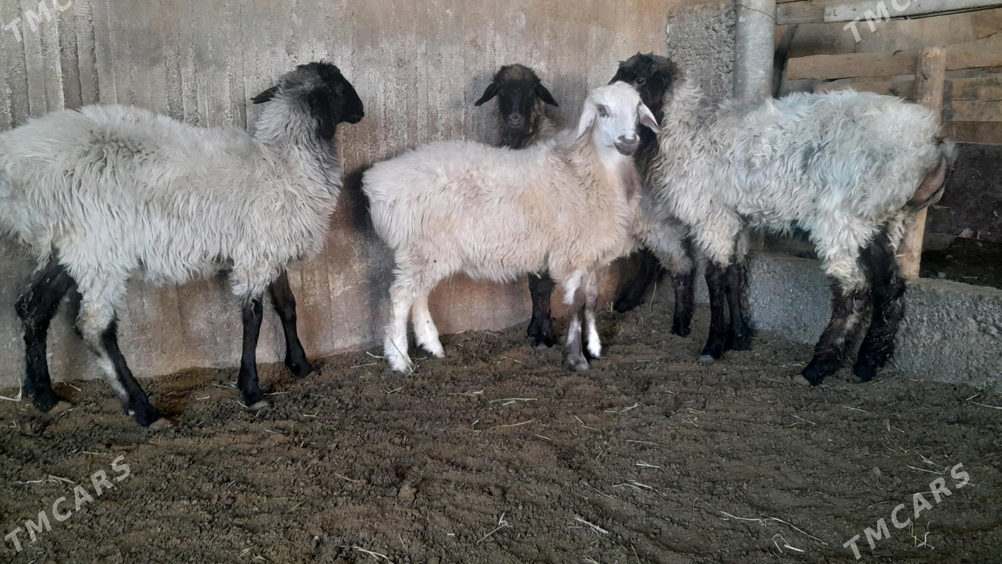 Goÿun - Херрикгала - img 7