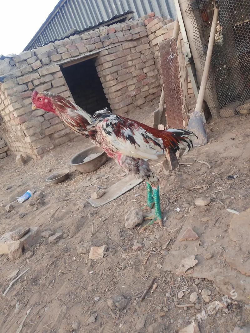 bayes horaz - Mary - img 2