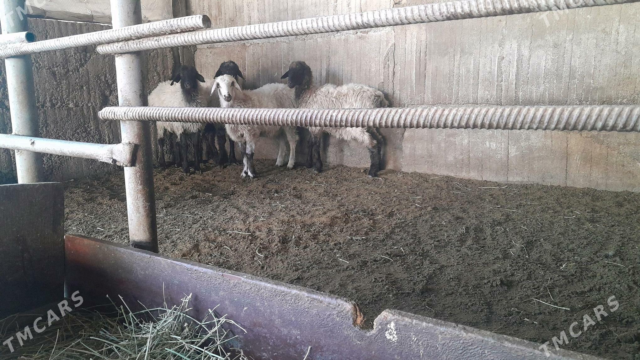 Goÿun - Херрикгала - img 9