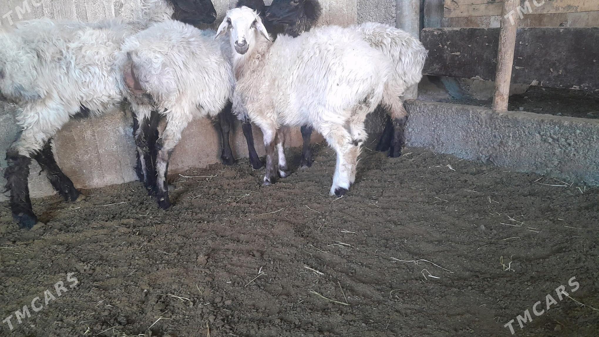 Goÿun - Херрикгала - img 2