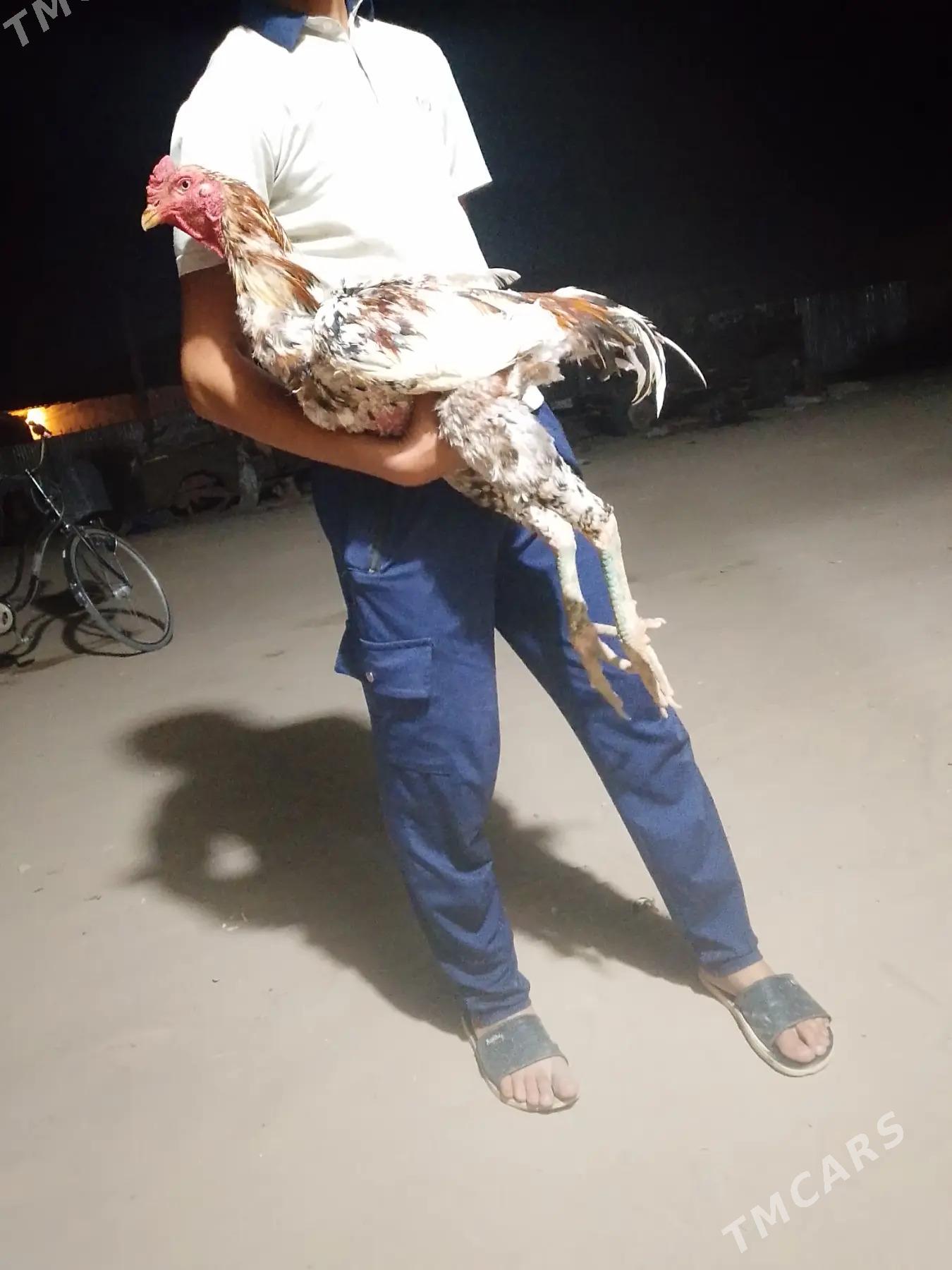 bayes horaz - Mary - img 3