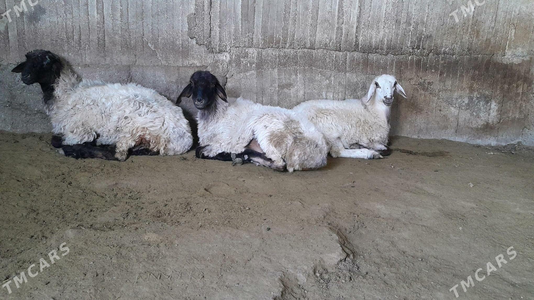 Goÿun - Херрикгала - img 4