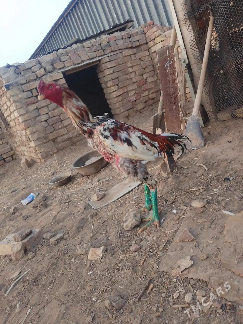 bayes horaz - Mary - img 1