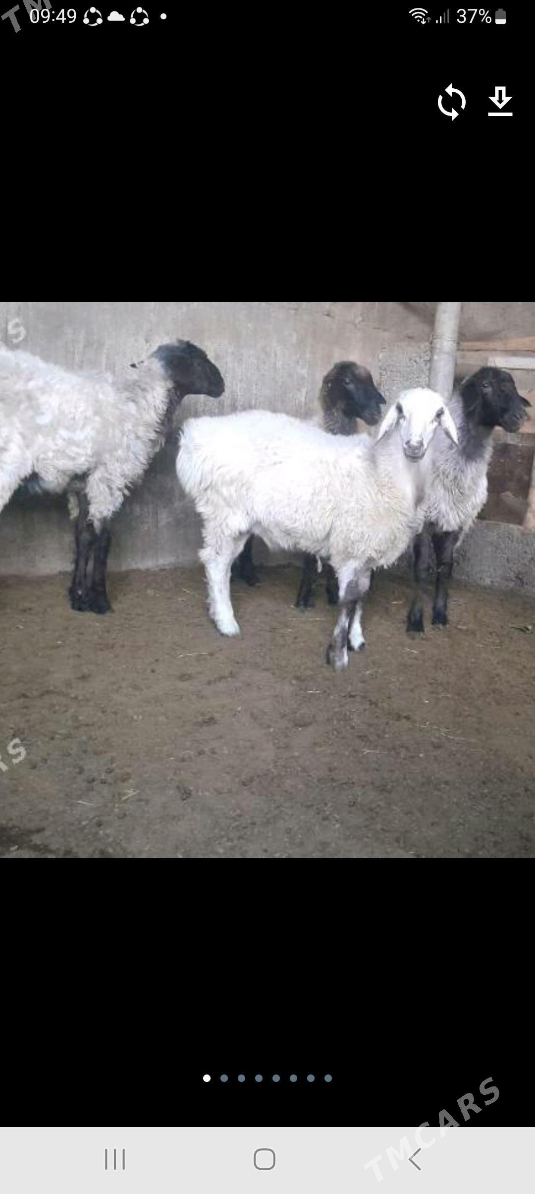 Goÿun - Херрикгала - img 1